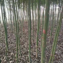 香樟/绿化苗木/乔灌木/樟树/绿化林木/原生态树苗/种苗
