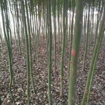 香樟/绿化苗木/乔灌木/樟树/绿化林木/原生态树苗/种苗