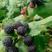 黑树莓苗树莓苗南方北方盆栽地栽树莓苗覆盆子苗