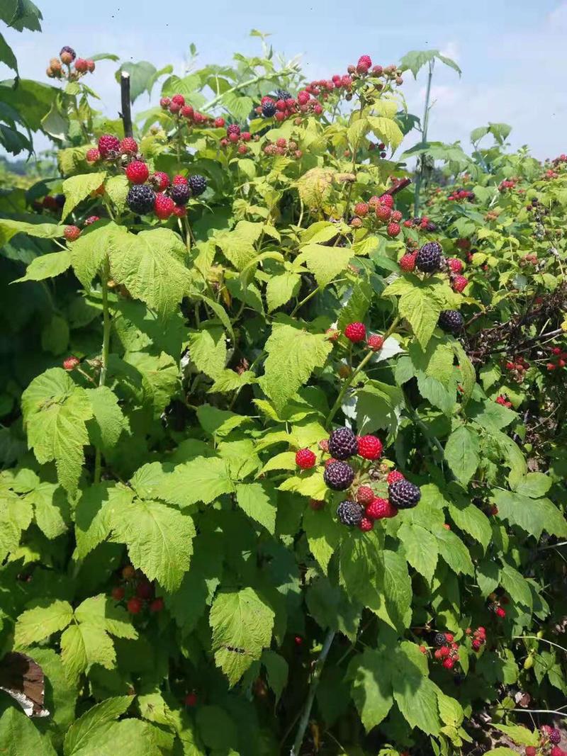 黑树莓苗树莓苗南方北方盆栽地栽树莓苗覆盆子苗