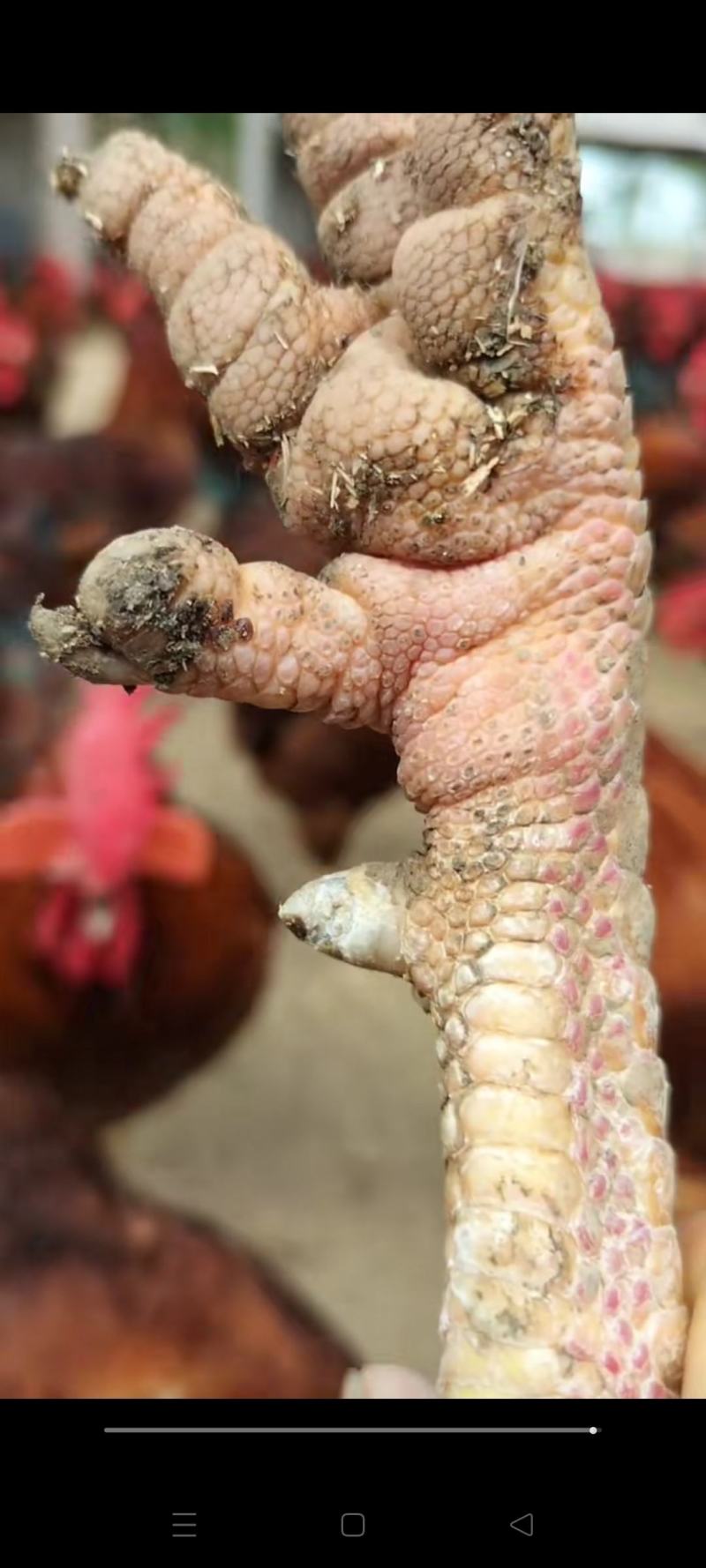 红玉公鸡