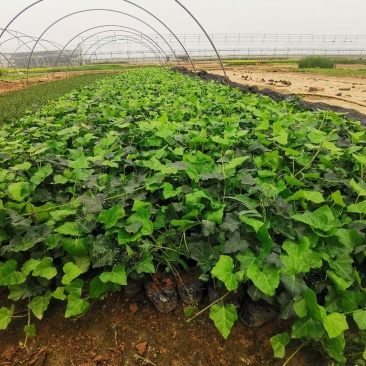 常春藤便宜处理苗圃直发价格低质量好不同高度