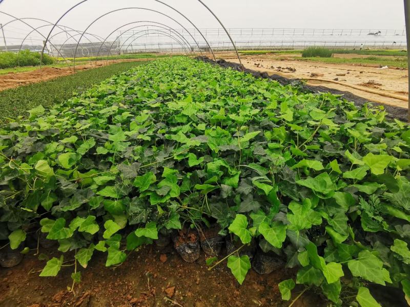 常春藤便宜处理苗圃直发价格低质量好不同高度