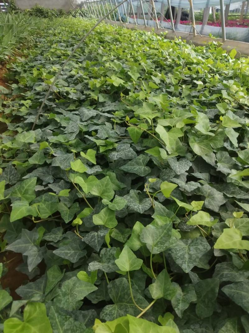常春藤便宜处理苗圃直发价格低质量好不同高度