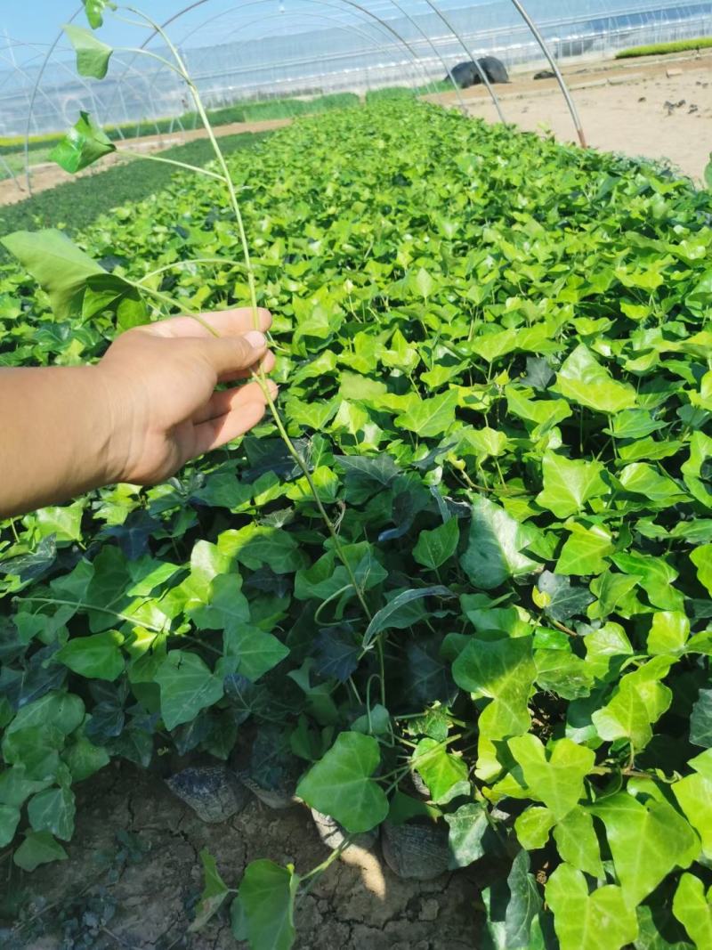 常春藤便宜处理苗圃直发价格低质量好不同高度