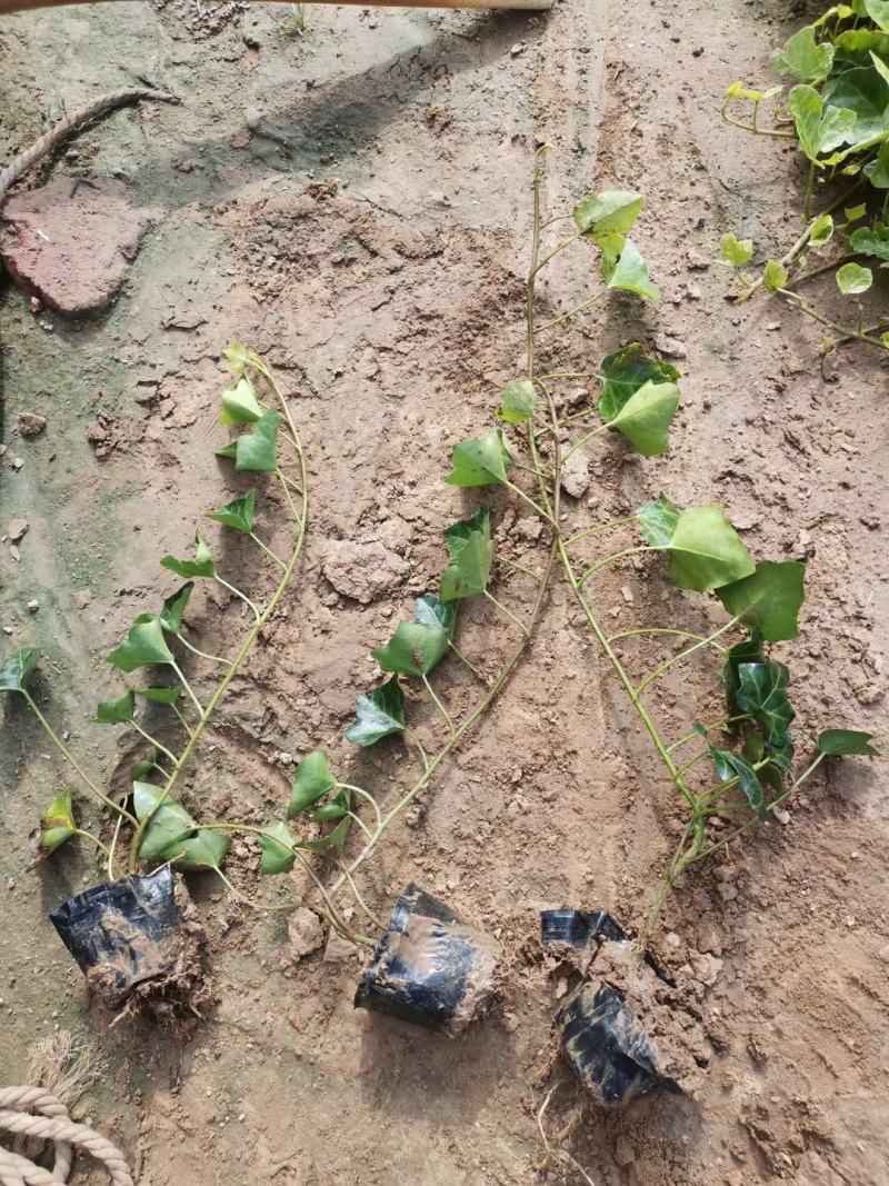 常春藤便宜处理苗圃直发价格低质量好不同高度