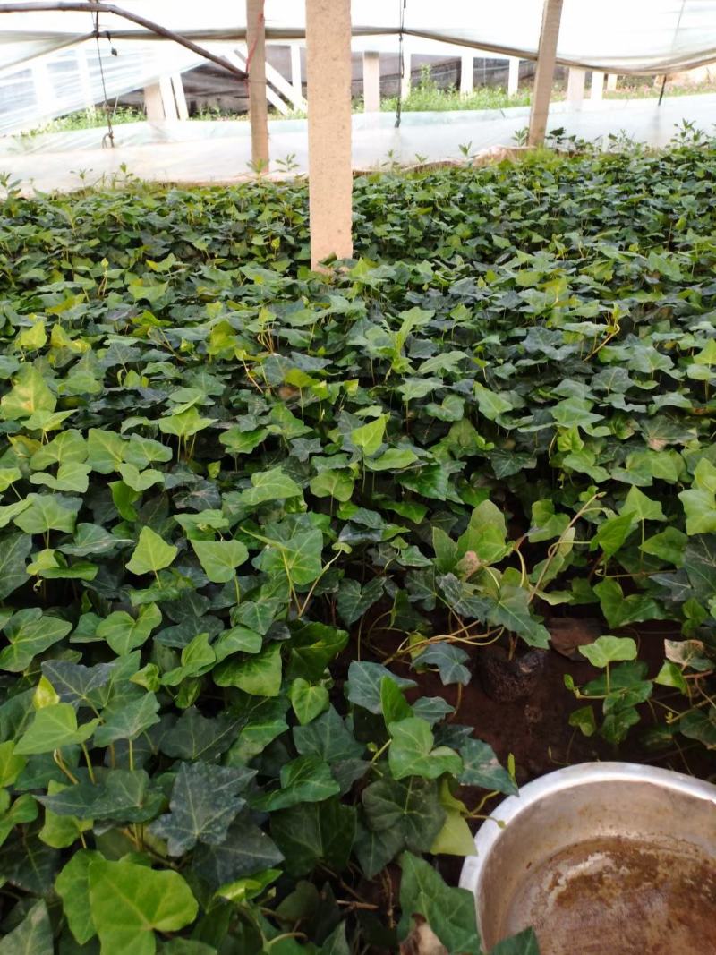 常春藤便宜处理苗圃直发价格低质量好不同高度