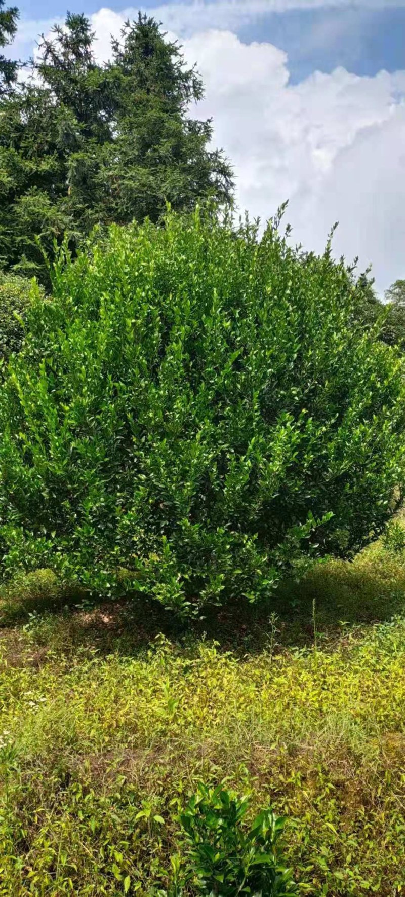 橘子树，柑橘树，货源充足，可供多种规格。产地直销。