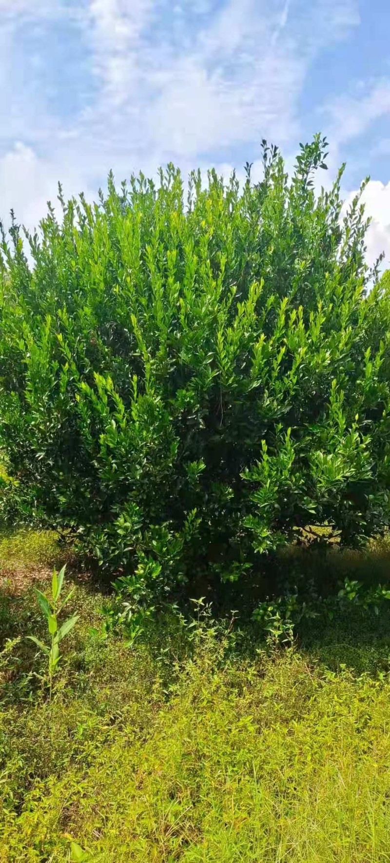 橘子树，柑橘树，货源充足，可供多种规格。产地直销。