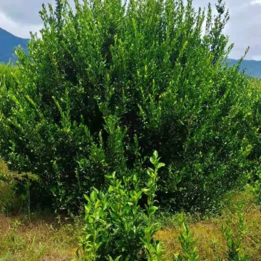 橘子树，柑橘树，货源充足，可供多种规格。产地直销。