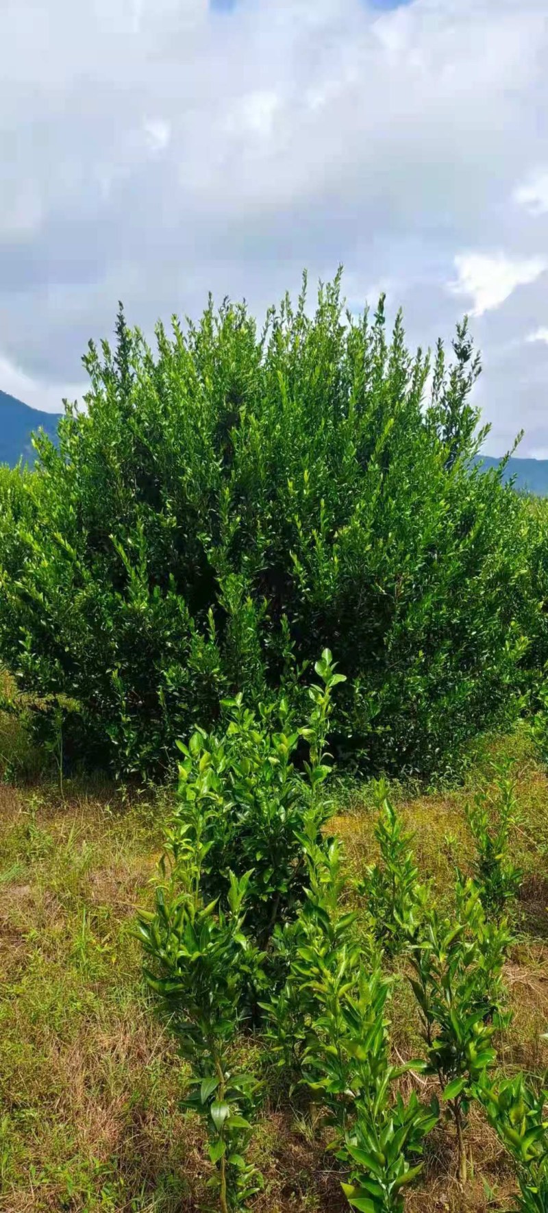 橘子树，柑橘树，货源充足，可供多种规格。产地直销。