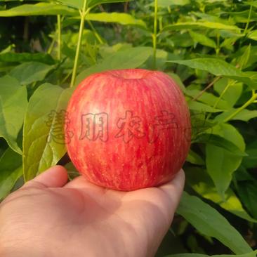 【优质】红富士苹果批发口感脆甜果面干净山东主产地