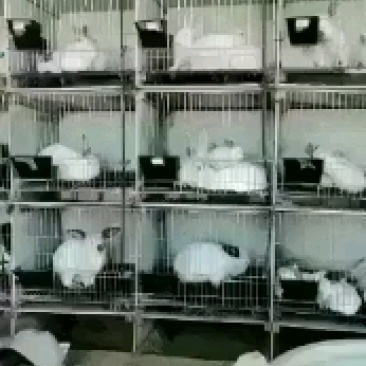 种兔，伊拉兔