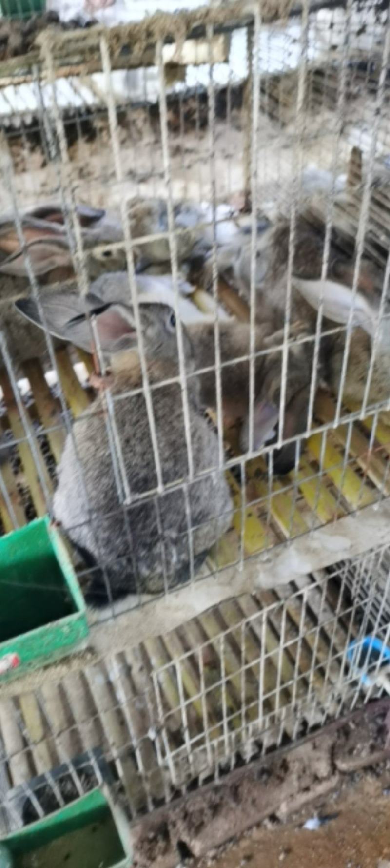 种兔，伊拉兔
