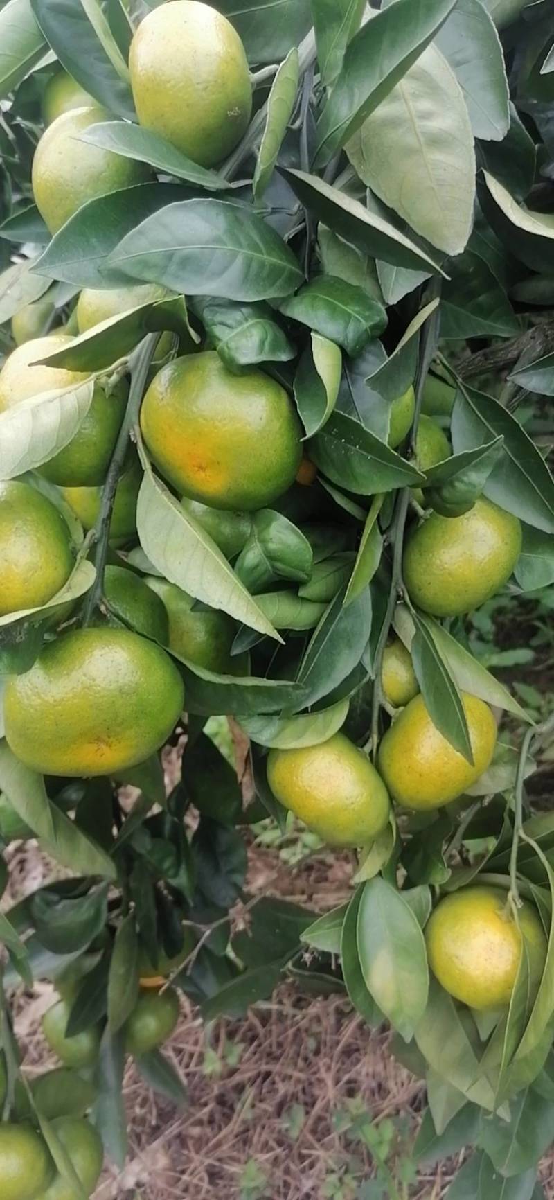 优质蜜橘保质保量汁多味甜色美
