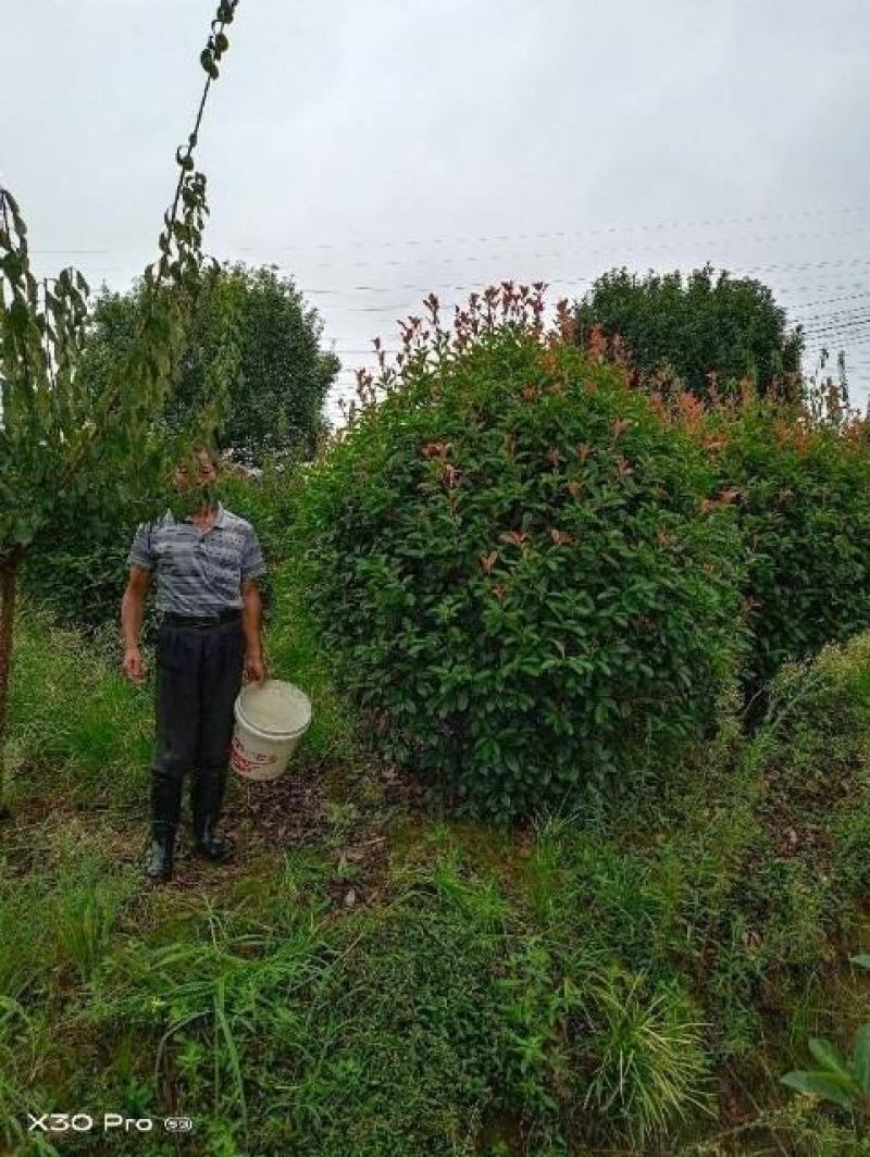 精品红叶石楠球P180cm，不脱脚，质量好