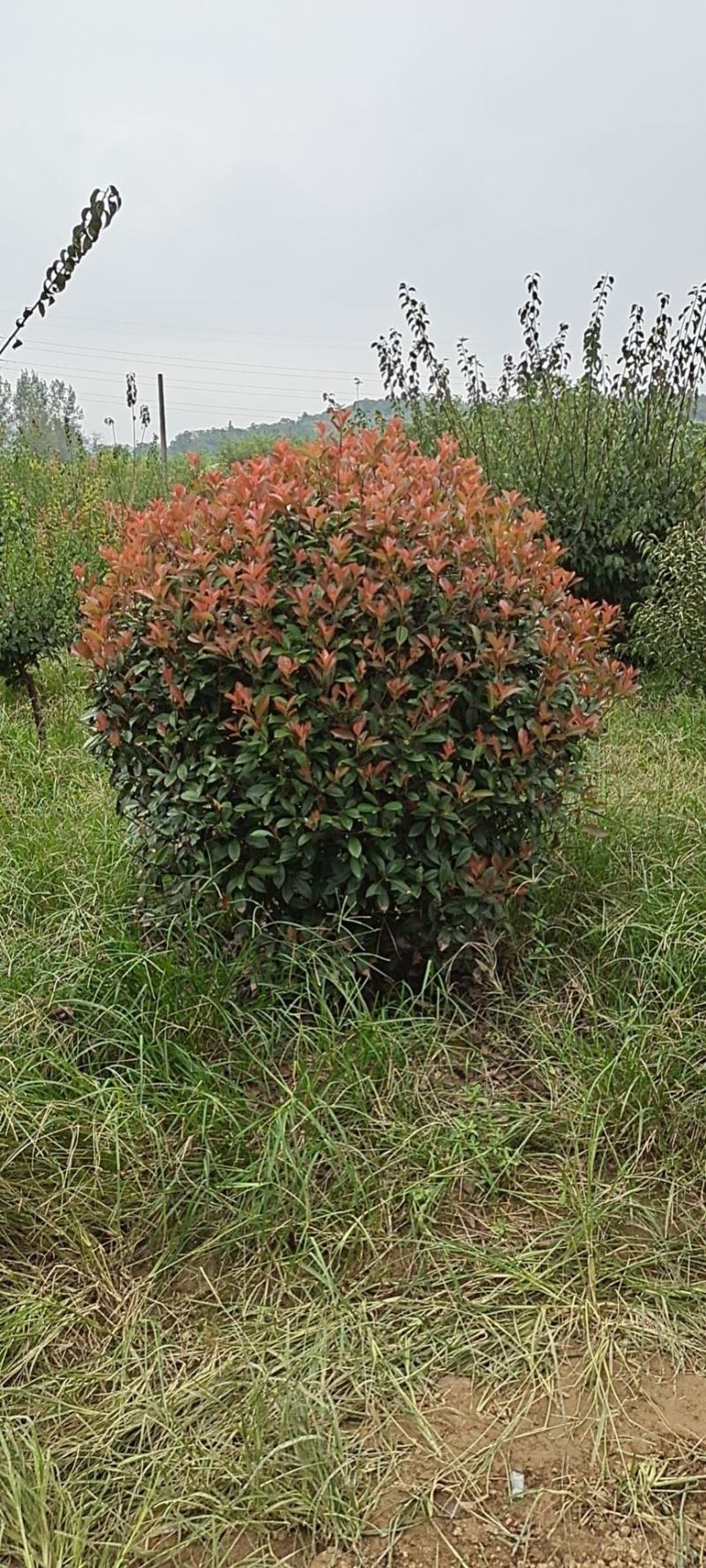 精品红叶石楠球P180cm，不脱脚，质量好
