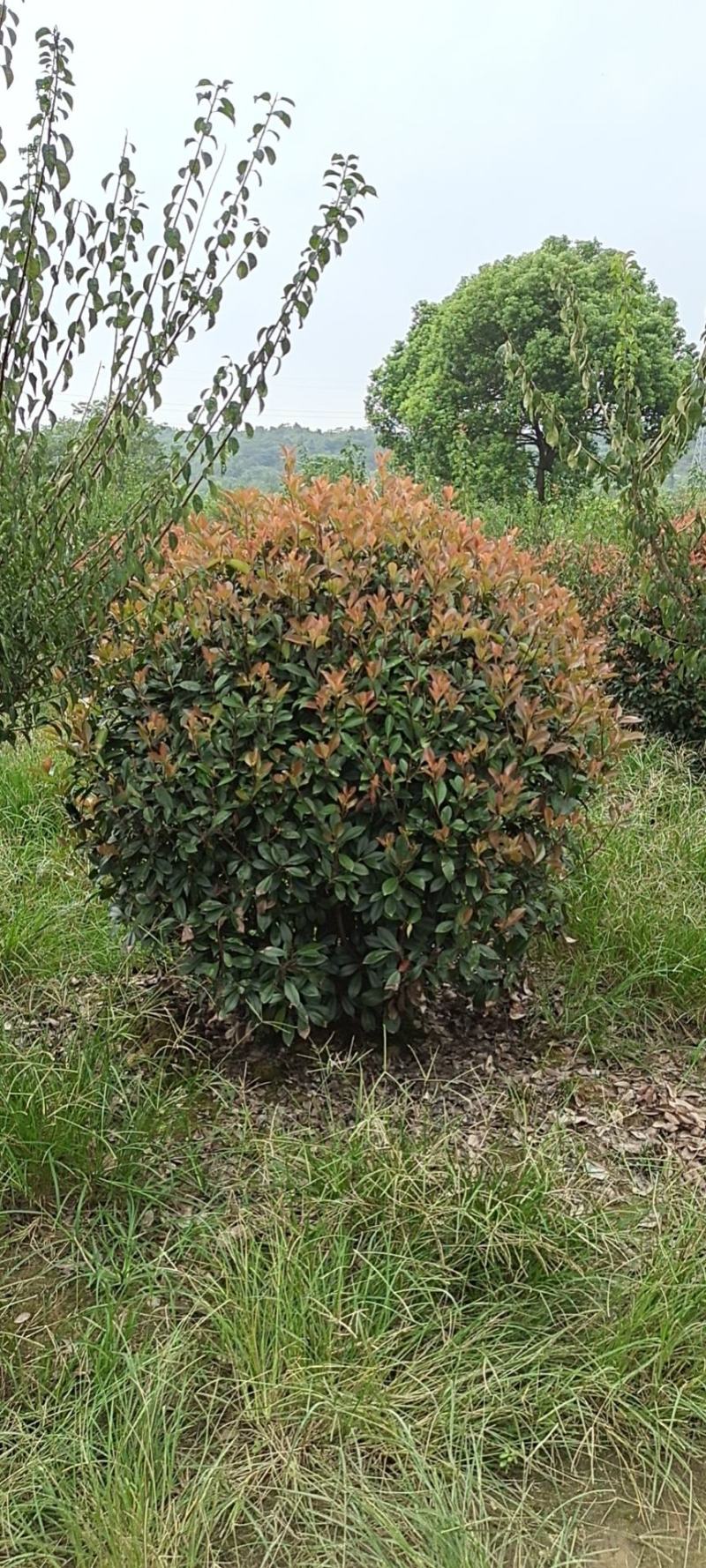 精品红叶石楠球P180cm，不脱脚，质量好