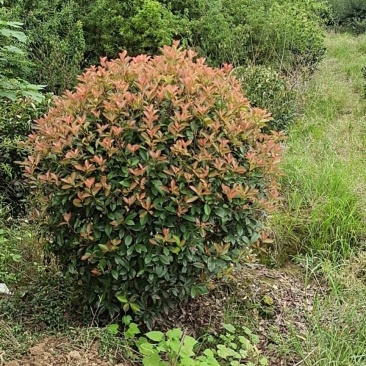 精品红叶石楠球P180cm，不脱脚，质量好