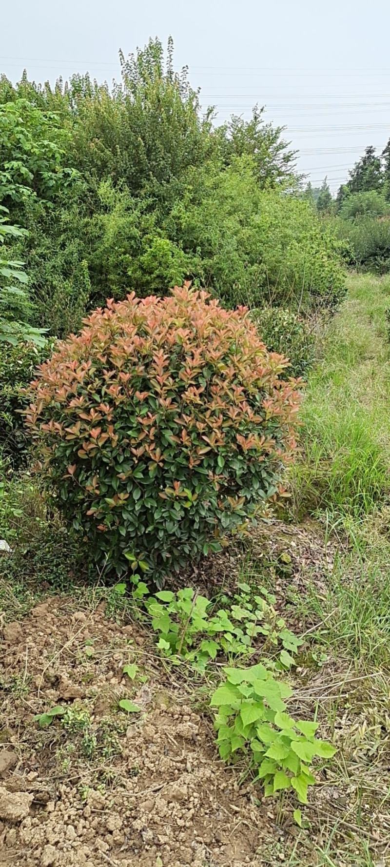 精品红叶石楠球P180cm，不脱脚，质量好