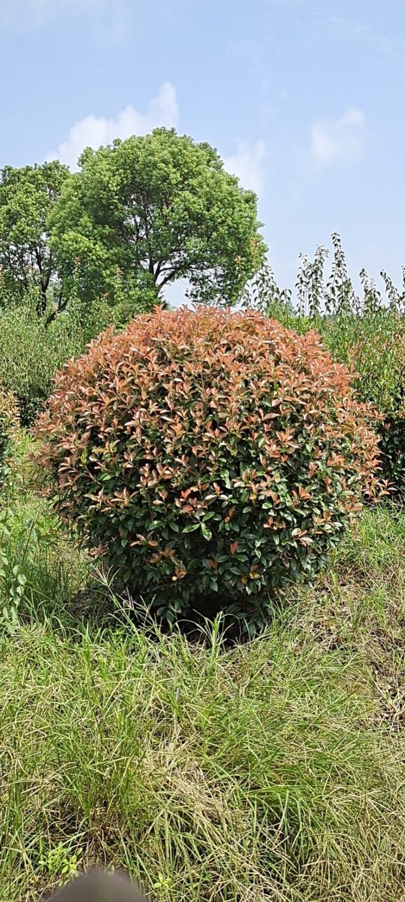 精品红叶石楠球P180cm，不脱脚，质量好