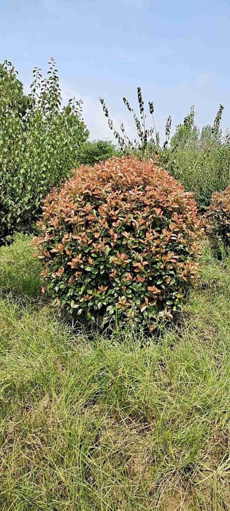 精品红叶石楠球P180cm，不脱脚，质量好