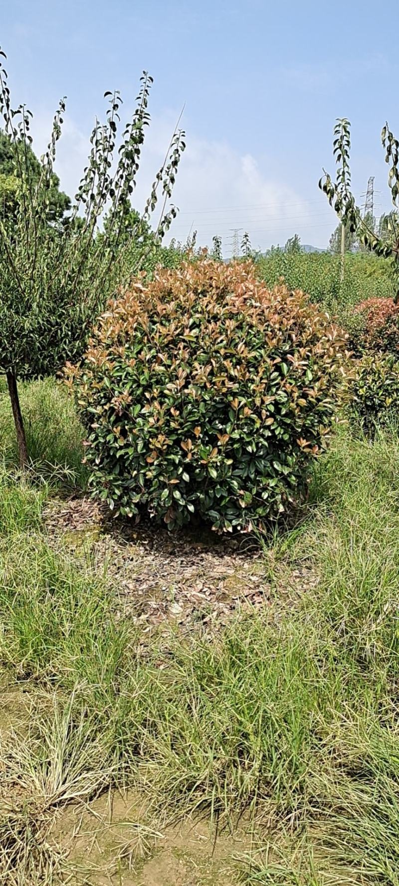 精品红叶石楠球P180cm，不脱脚，质量好