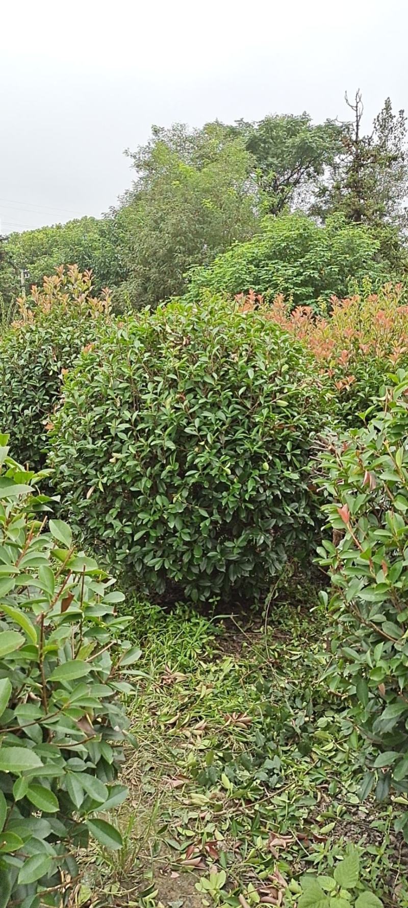 精品红叶石楠球P180cm，不脱脚，质量好