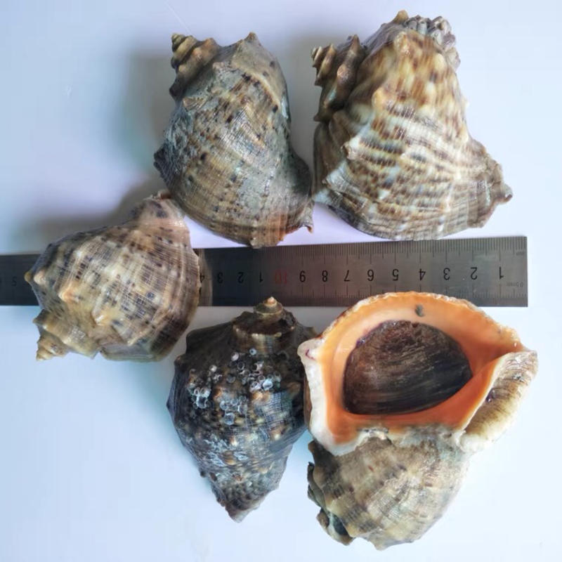 海螺地笼海螺连云港本地海螺鲜活海螺各种规格