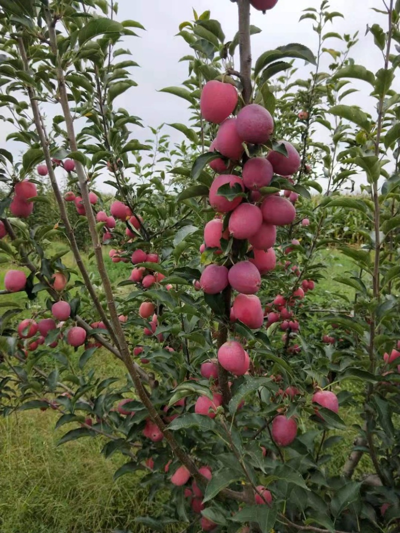 自家果园鸡心果10万斤，自然成熟，不催熟，口感嘎嘎的