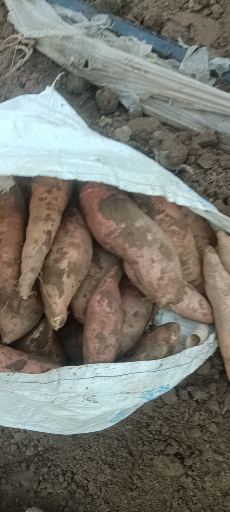 大名县红薯