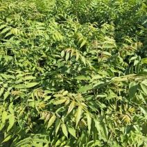 批发香椿苗，香椿，香椿苗，红油香椿，红香椿，绿化苗，红香