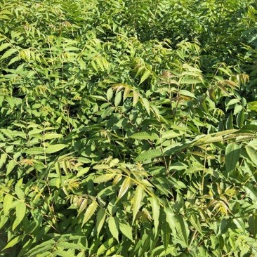 批发香椿苗，香椿，香椿苗，红油香椿，红香椿，绿化苗，红香