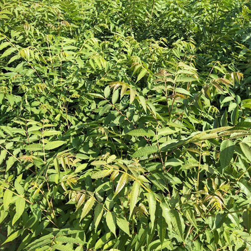 批发香椿苗，香椿，香椿苗，红油香椿，红香椿，绿化苗，红香