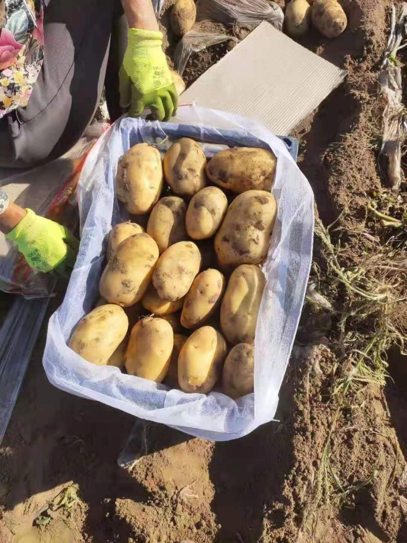 河北围场土豆原产地直供货源充足量大从优欢迎咨询