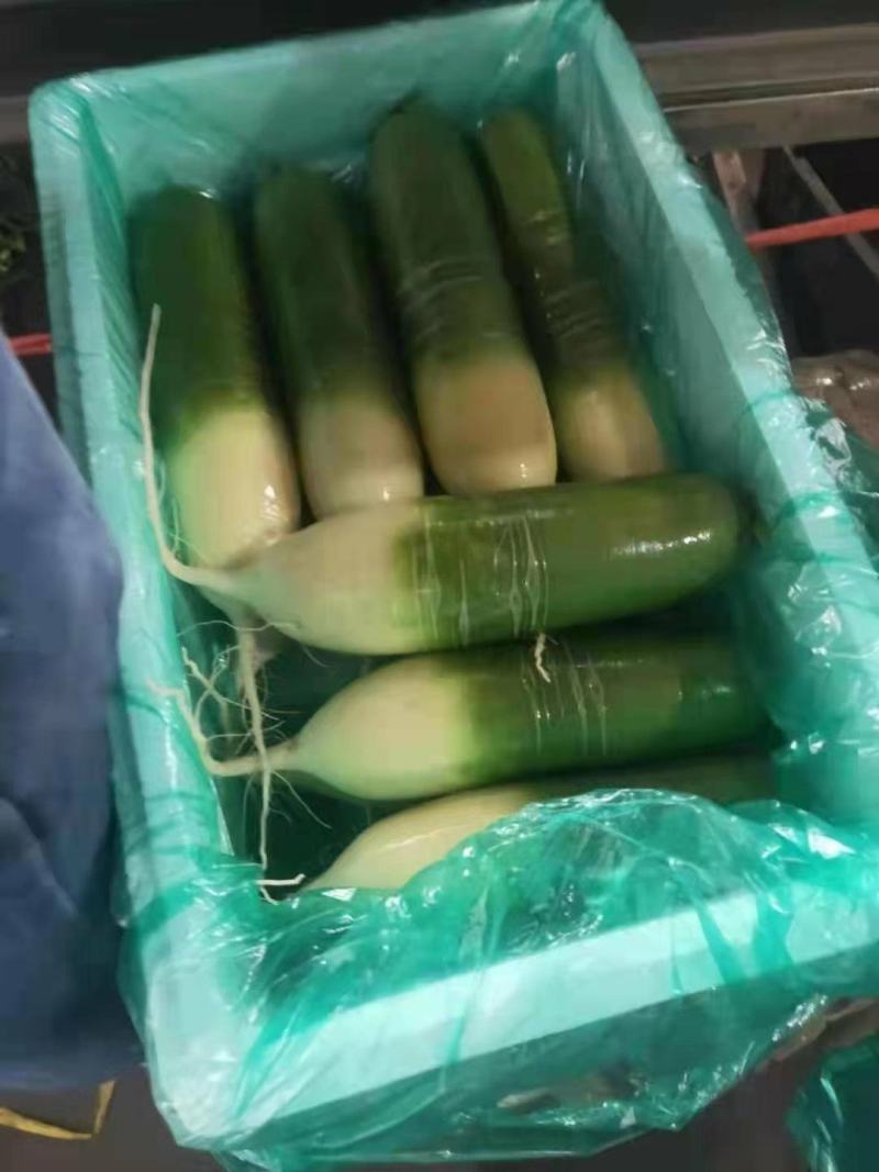 青萝卜春天秋天大量供应质优价廉
