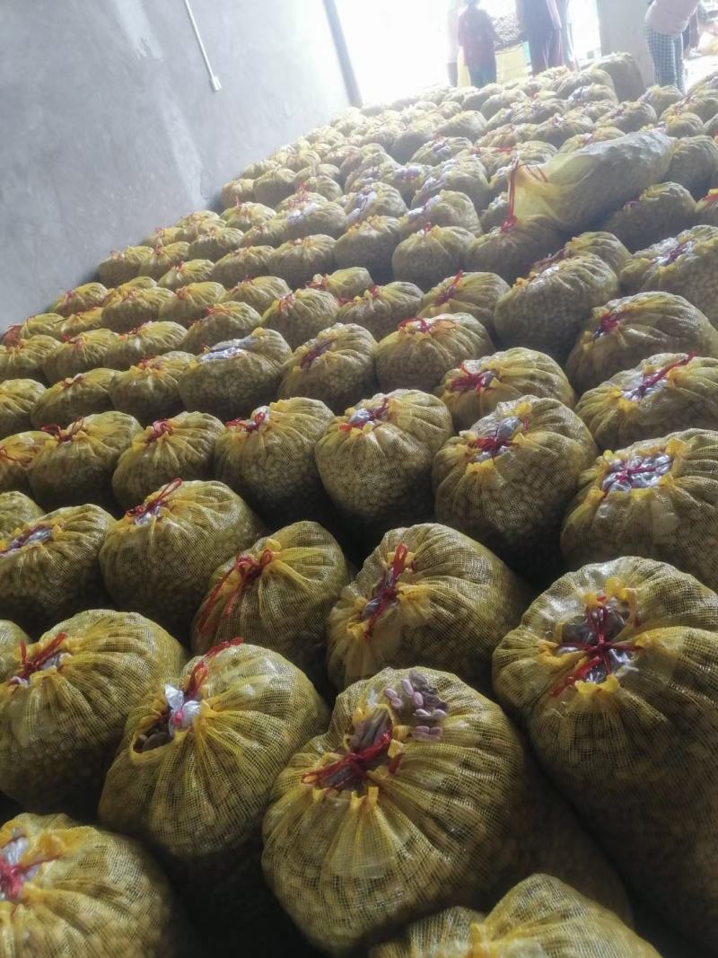 鲜花生，鲁花，小白沙，大白沙，四粒红，适合超市，电商