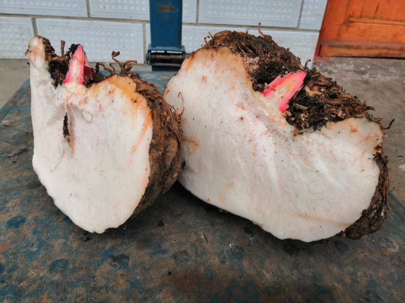 3魔芋魔芋豆腐专用云南花魔芋魔芋
