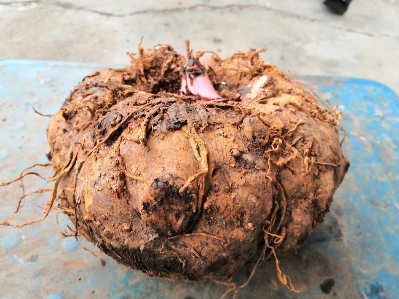3魔芋魔芋豆腐专用云南花魔芋魔芋