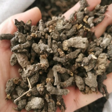 天葵子统装500g产地四川振兴药材购销站量大从优