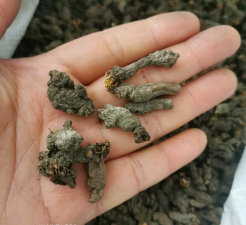 天葵子统装500g产地四川振兴药材购销站量大从优