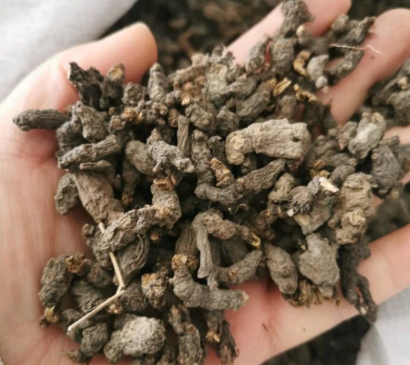 天葵子统装500g产地四川振兴药材购销站量大从优