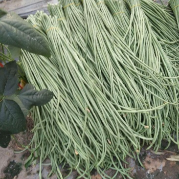 新乐长豆角大量上市，货源充足，保证质量，价格合理