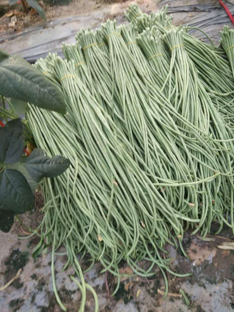 新乐长豆角大量上市，货源充足，保证质量，价格合理