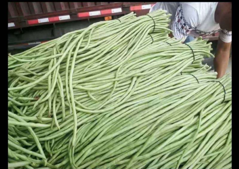 新乐长豆角大量上市，货源充足，保证质量，价格合理