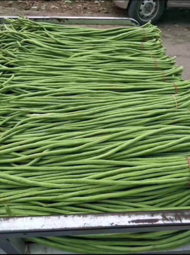 新乐长豆角大量上市，货源充足，保证质量，价格合理