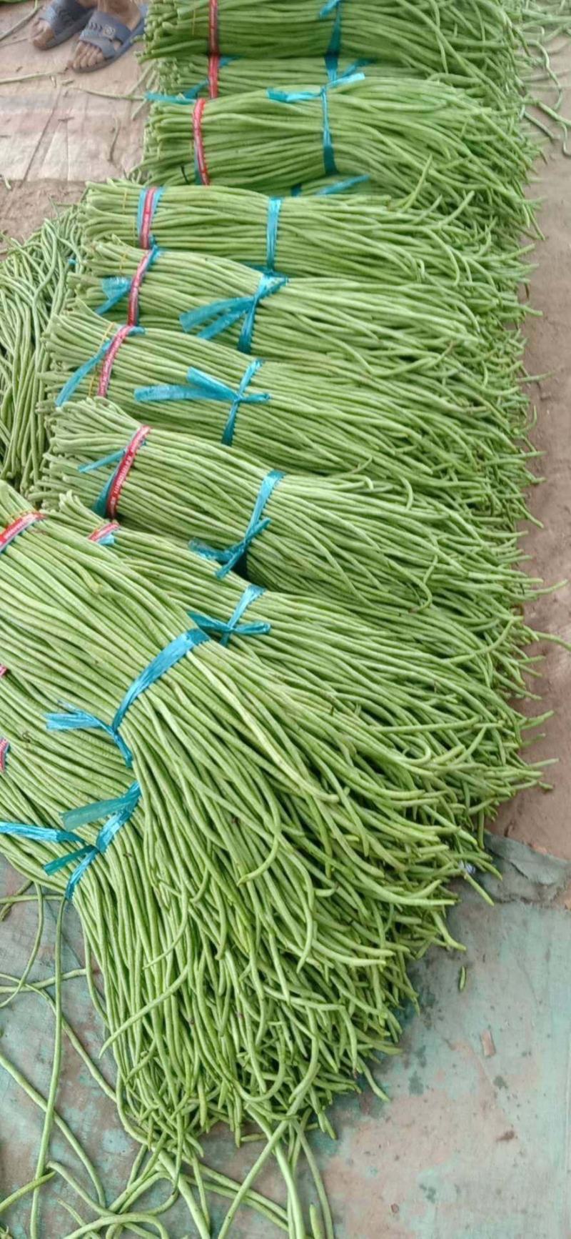 新乐长豆角大量上市，货源充足，保证质量，价格合理