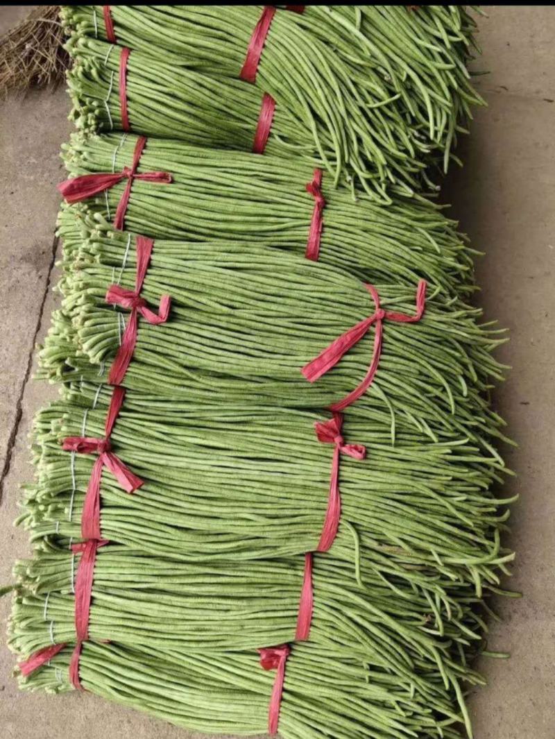 新乐长豆角大量上市，货源充足，保证质量，价格合理