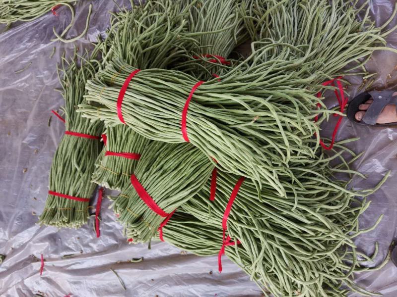 新乐长豆角大量上市，货源充足，保证质量，价格合理