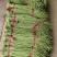 新乐长豆角大量上市，货源充足，保证质量，价格合理